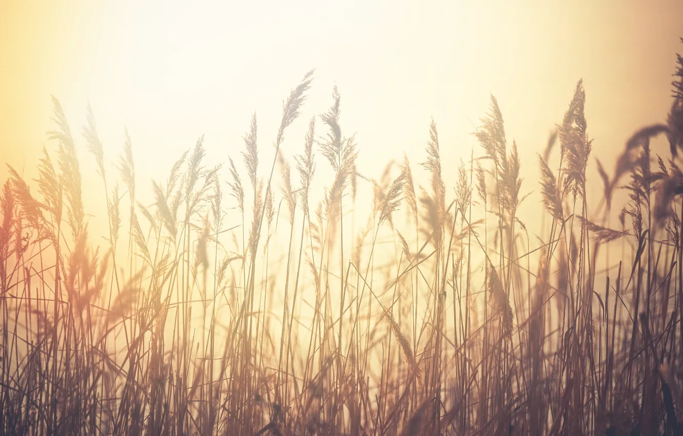 Photo wallpaper grass, nature, fog