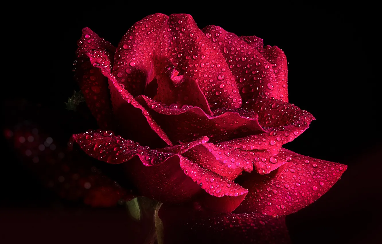 Photo wallpaper flower, drops, rose, black background, closeup