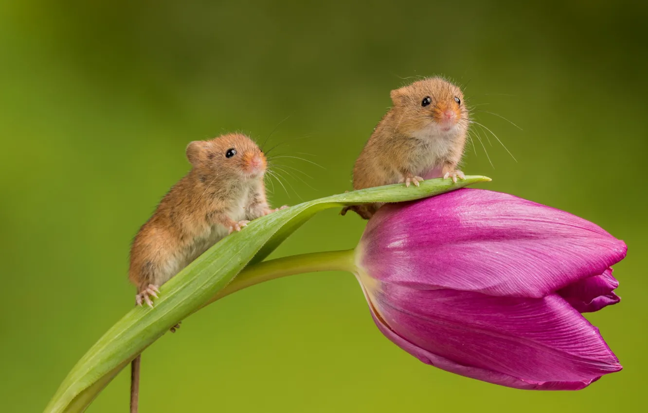 Photo wallpaper flower, background, Tulip, pair, mouse