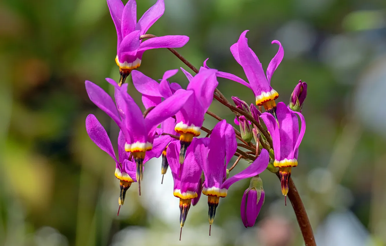 Photo wallpaper purple, flowers, cyclamen