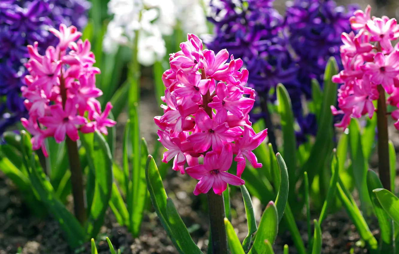 Photo wallpaper Purple, flowers, beauty, macro, pink color, nature, flora, hyacinths