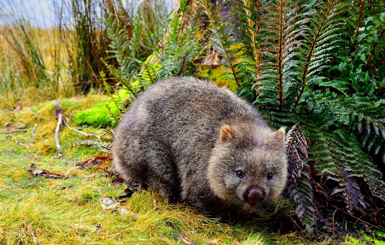 Photo wallpaper nature, muzzle, fern, marsupials, wombat