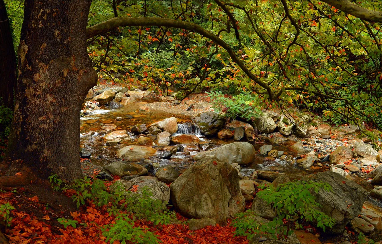 Photo wallpaper Tree, Autumn, Stones, Stream, Fall, Foliage, Tree, Autumn