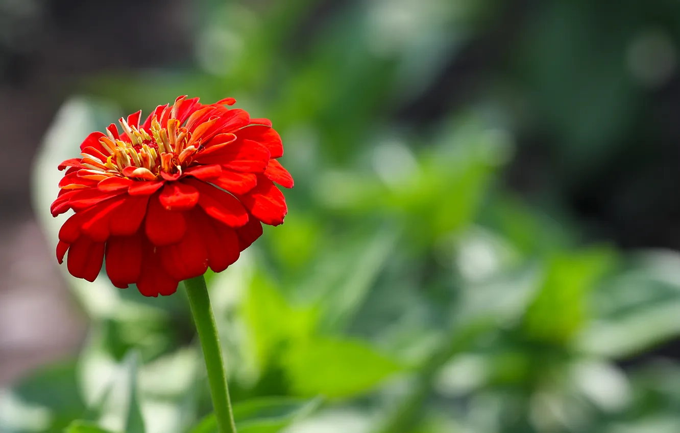 Photo wallpaper summer, macro, flowers