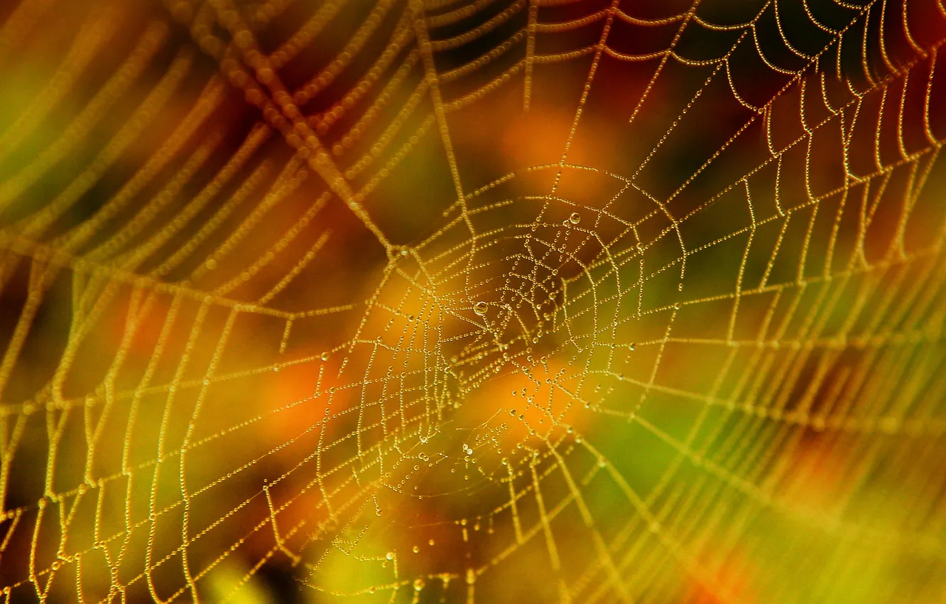Photo wallpaper paint, bright, in the fall, gossamer, dewdrops