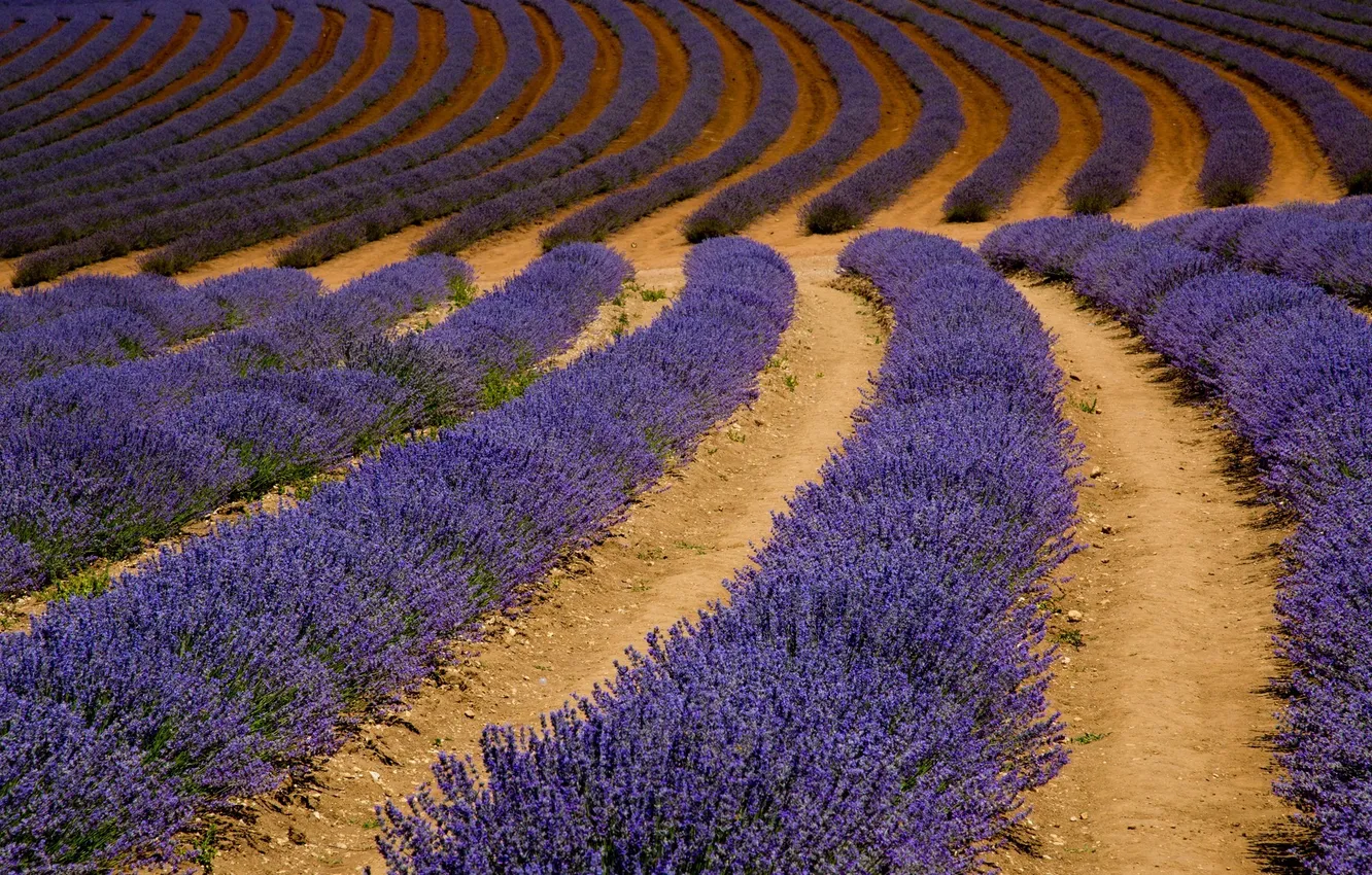 Photo wallpaper field, nature, field, nature, lavender, lavender