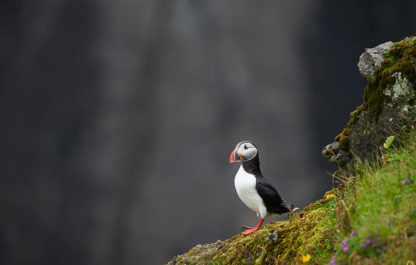 Photo wallpaper stones, background, rocks, bird, Atlantic puffin, Fratercula arctica, Puffin
