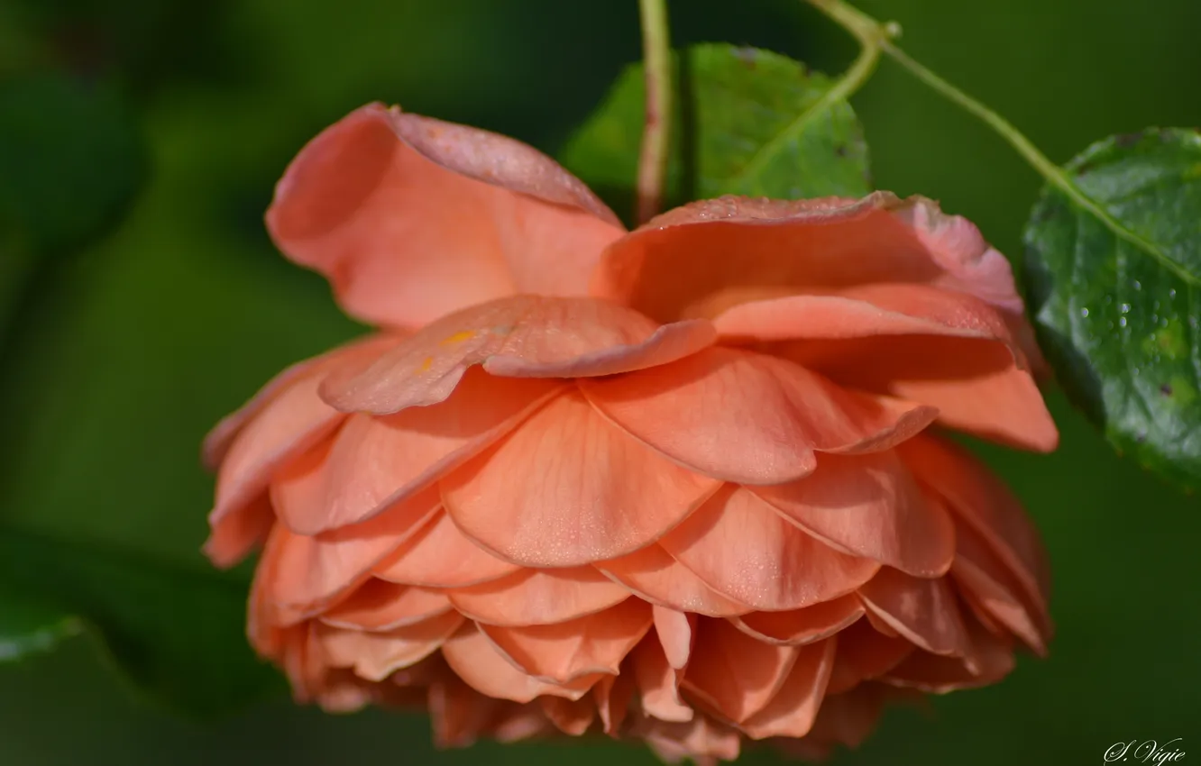 Photo wallpaper macro, roses, petals