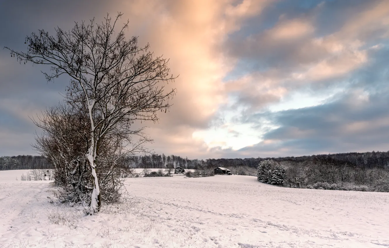 Photo wallpaper winter, field, forest, the sky, clouds, snow, tree, dal