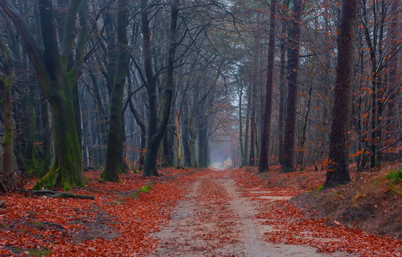 Photo wallpaper road, autumn, forest, leaves, trees, moss