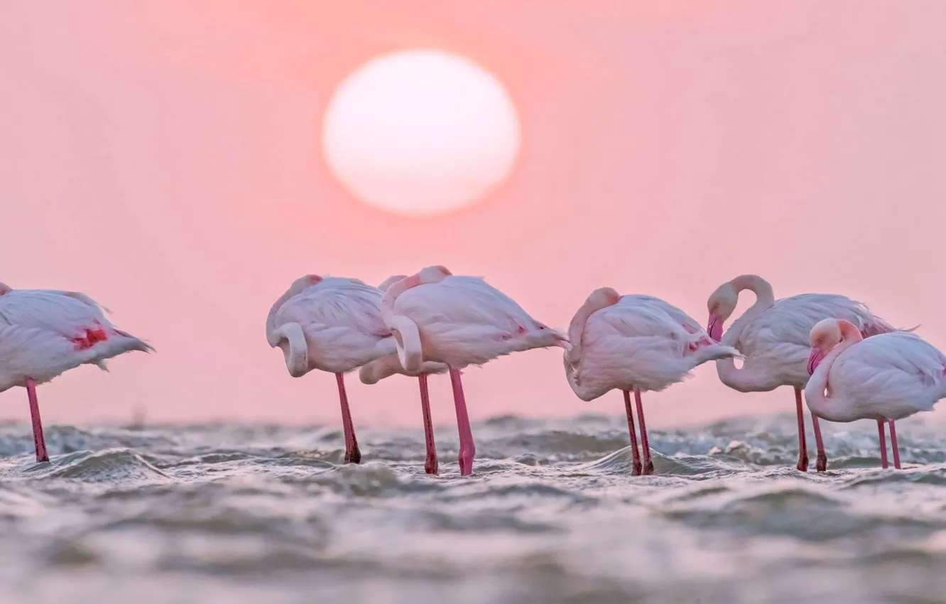 Photo wallpaper water, birds, The sun, Africa, Flamingo, Namibia