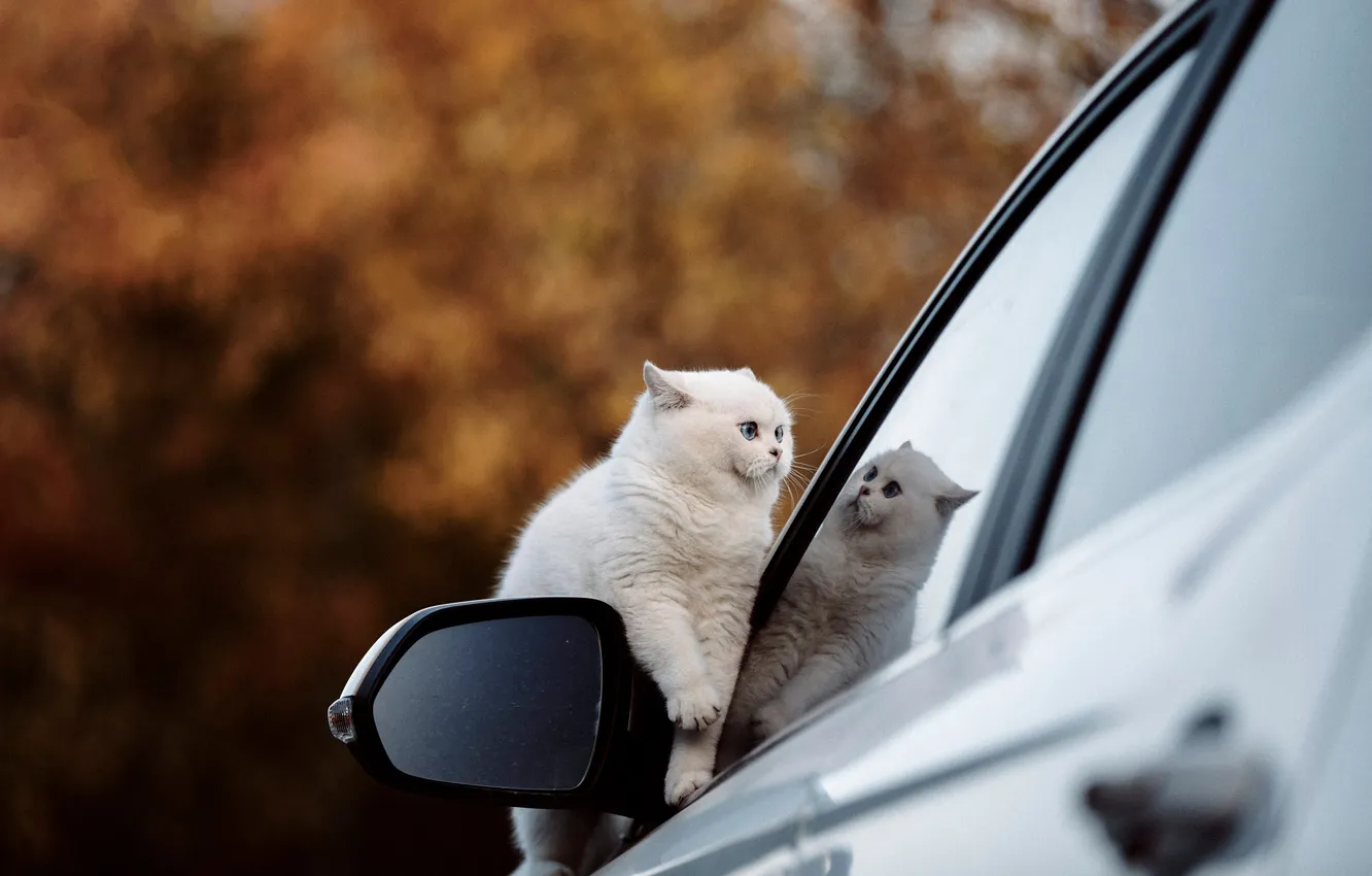 Photo wallpaper machine, autumn, cat, white, cat, look, glass, nature