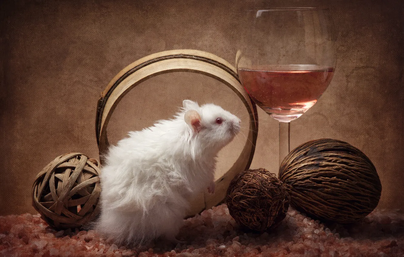 Photo wallpaper pose, mouse, mouse, muzzle, still life, rat