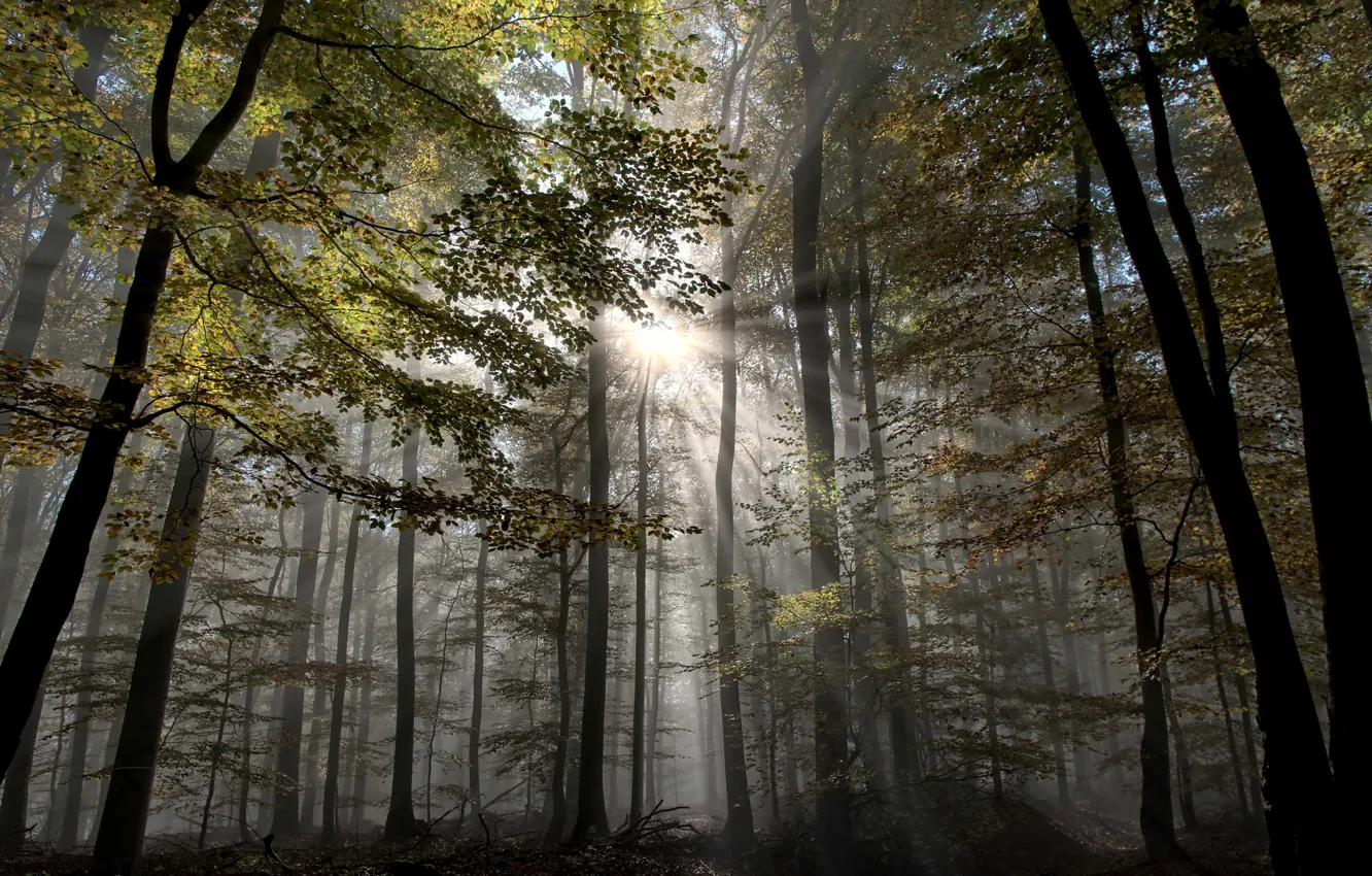 Photo wallpaper autumn, forest, rays, trees, fog