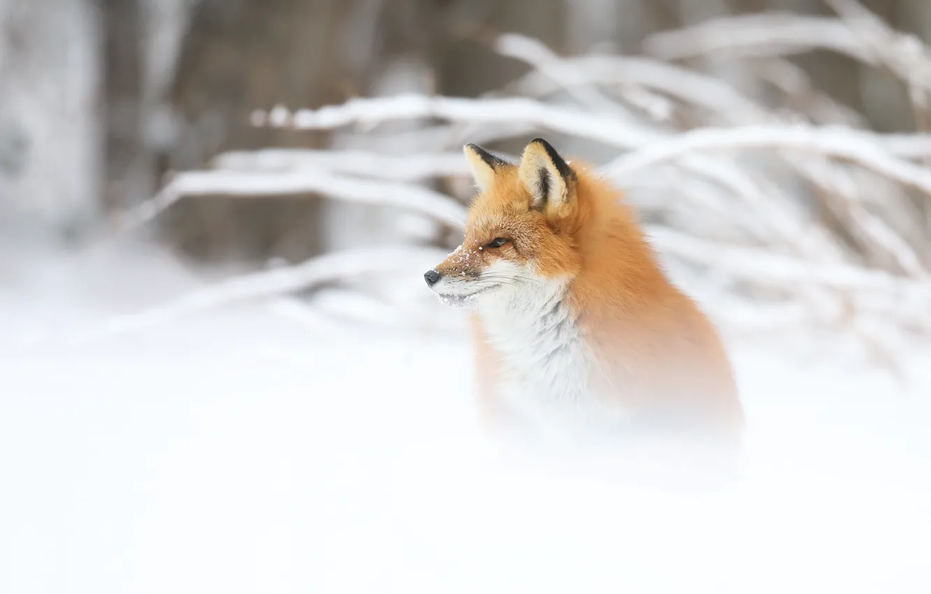 Photo wallpaper winter, face, snow, portrait, Fox, profile