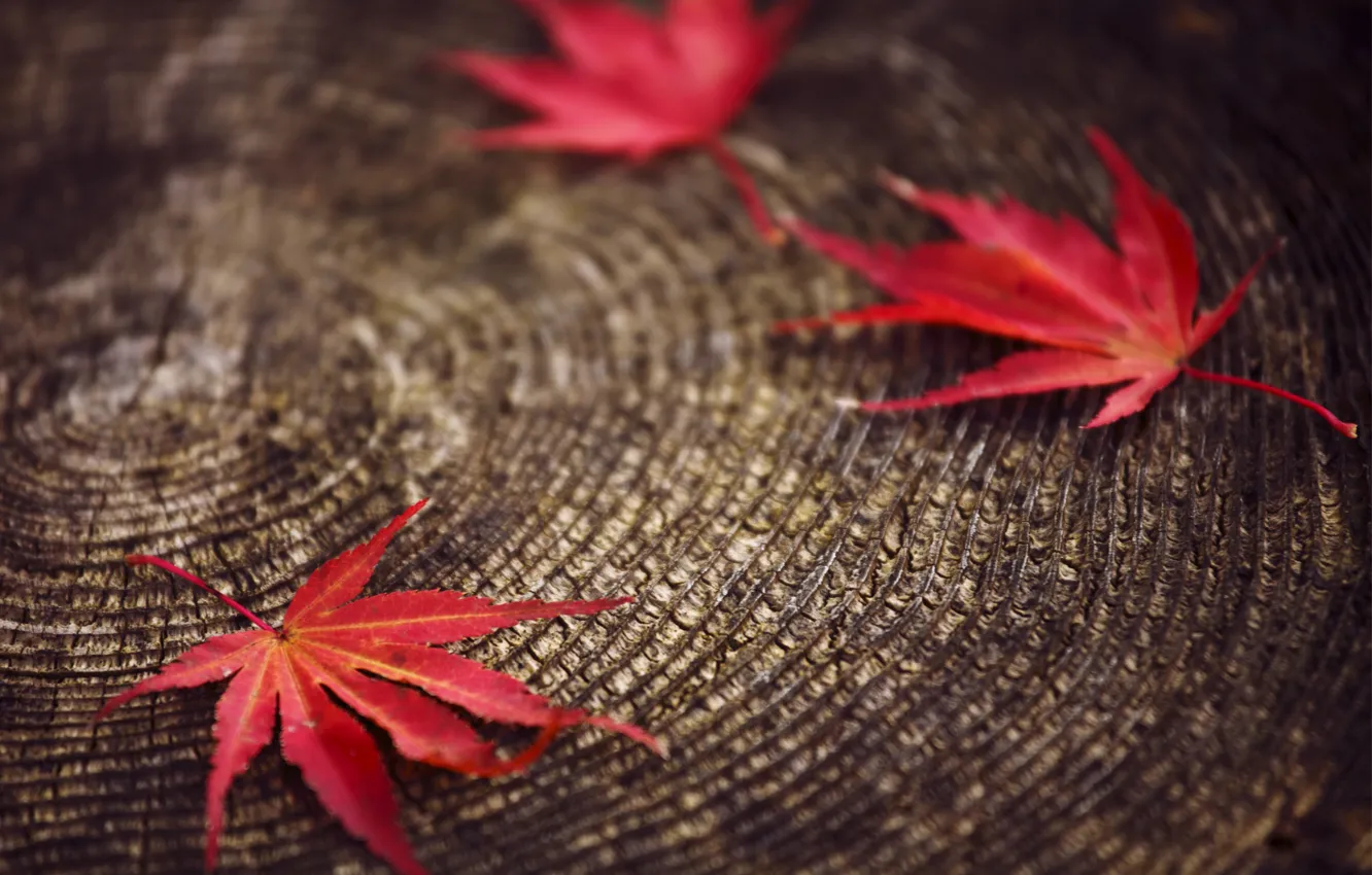Photo wallpaper macro, blur, Leaves, stump, red, autumn