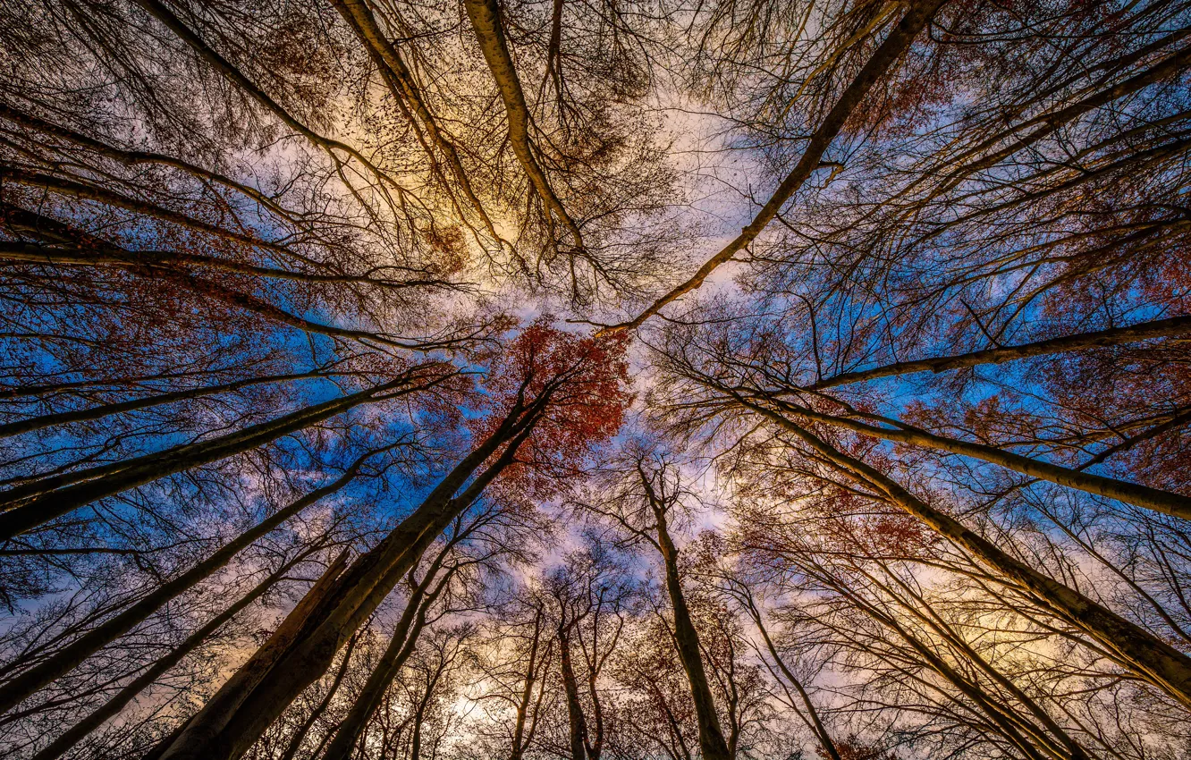 Photo wallpaper the sky, trees, view, bottom view, autumn branches