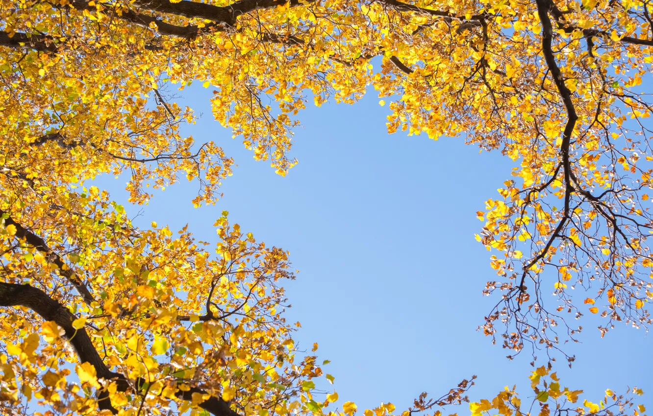 Photo wallpaper autumn, the sky, leaves, trees, yellow, autumn, leaves, tree