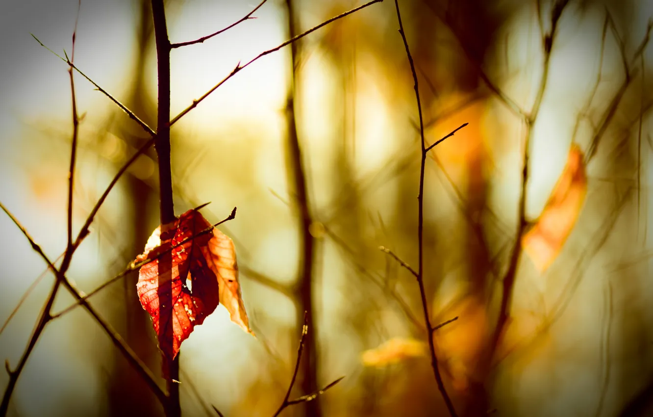 Photo wallpaper autumn, leaves, blur, bokeh, twigs