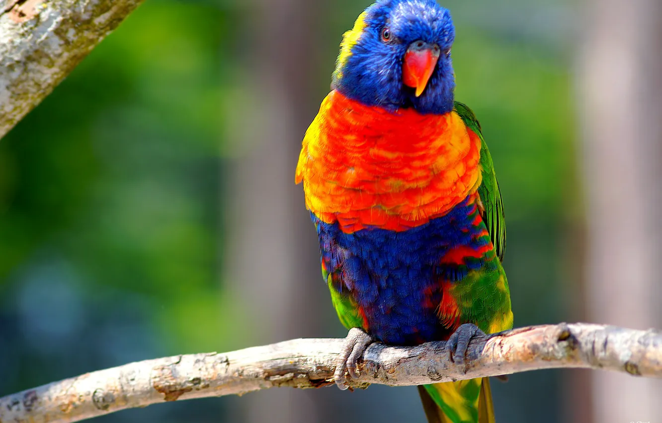 Photo wallpaper bird, bright, parrot, colorful