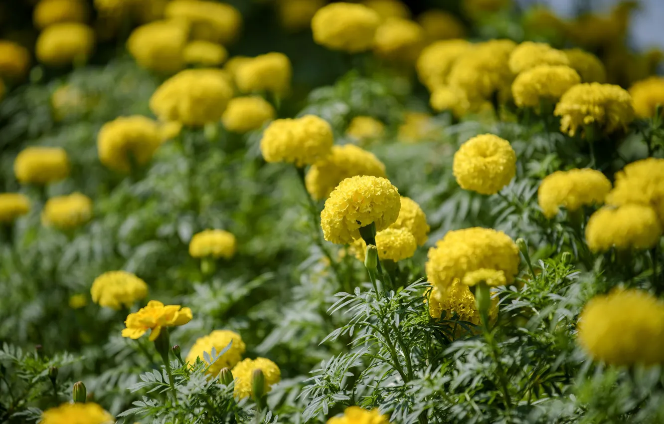 Photo wallpaper flowers, yellow, nature, flowering, marigolds