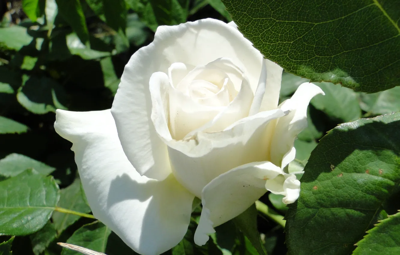 Photo wallpaper flower, summer, Akela White, rose white