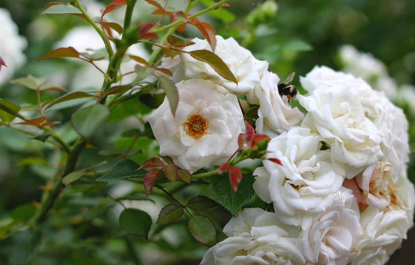 Photo wallpaper roses, white, bumblebee, the bushes