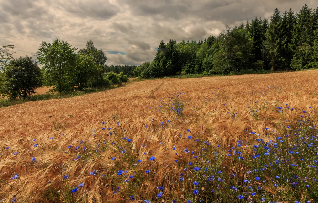 Photo wallpaper field, forest, summer, flowers, rye, cornflowers, rye field