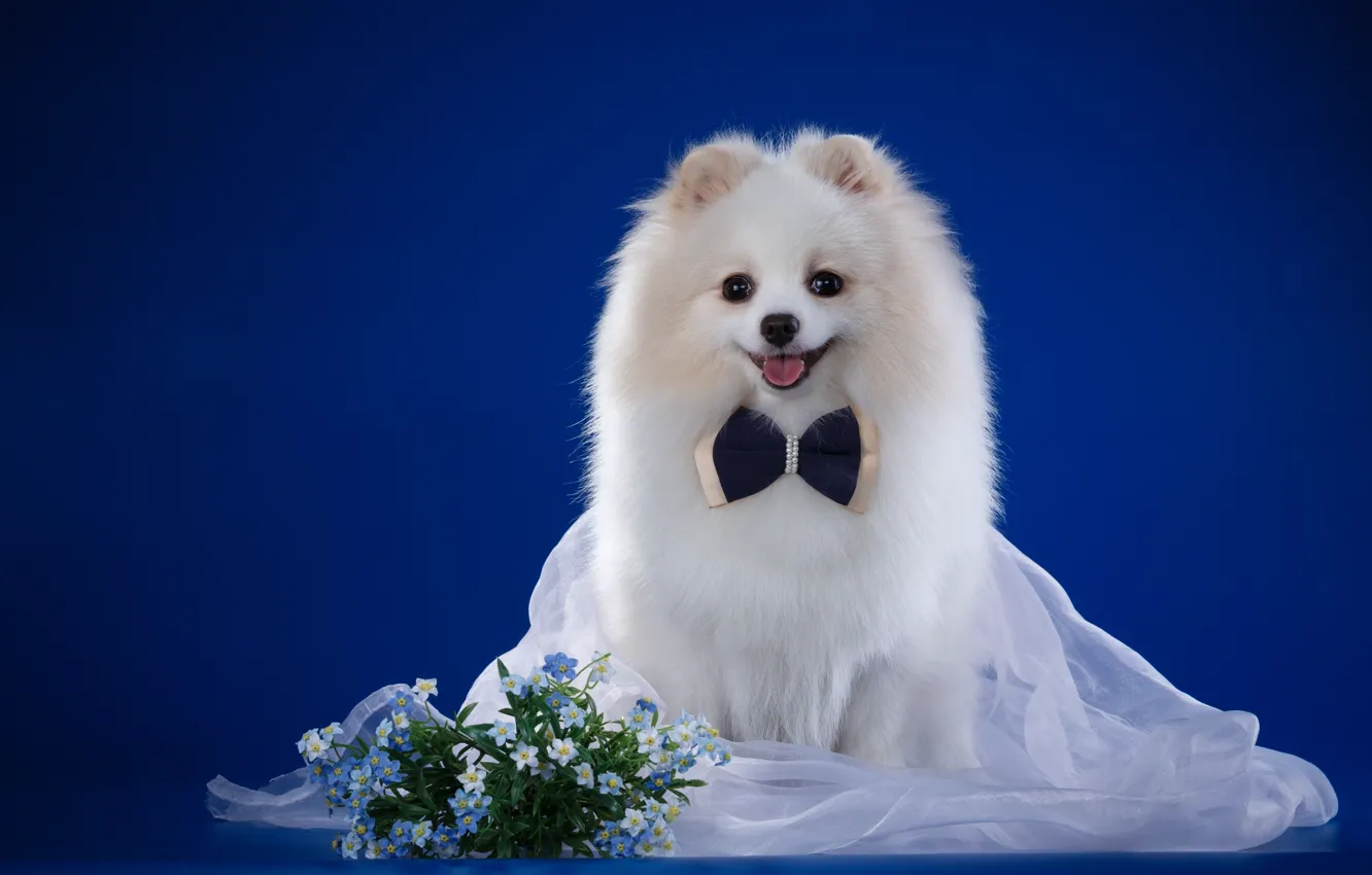 Photo wallpaper white, bow, veil, breed, forget-me-nots, Spitz