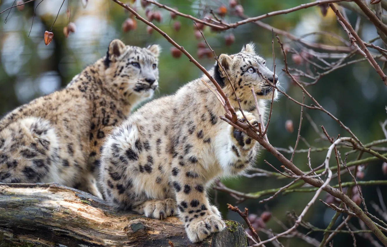 Photo wallpaper autumn, branches, a couple, snow leopards