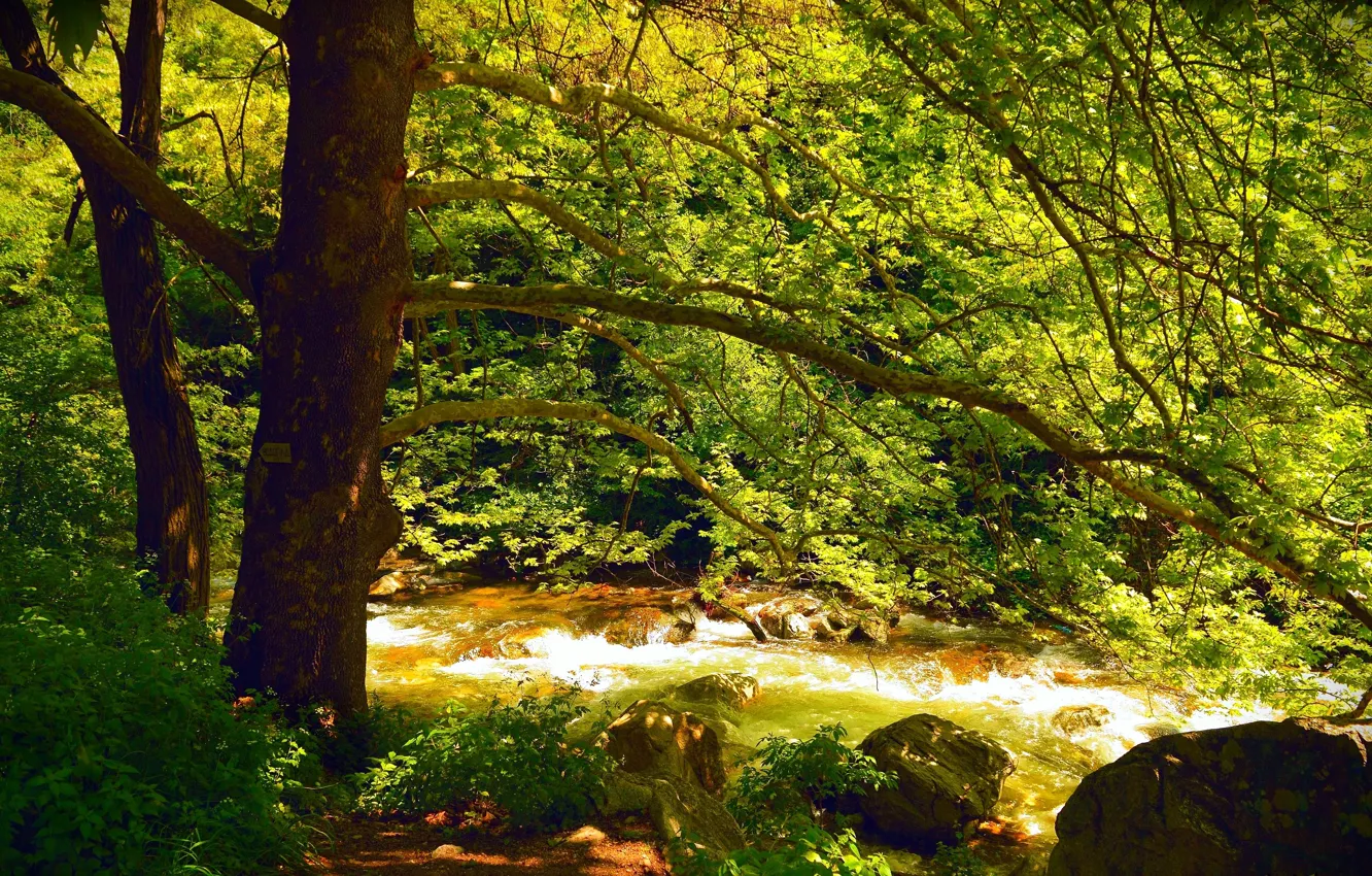 Photo wallpaper forest, trees, stream, spring, river, forest, river, trees