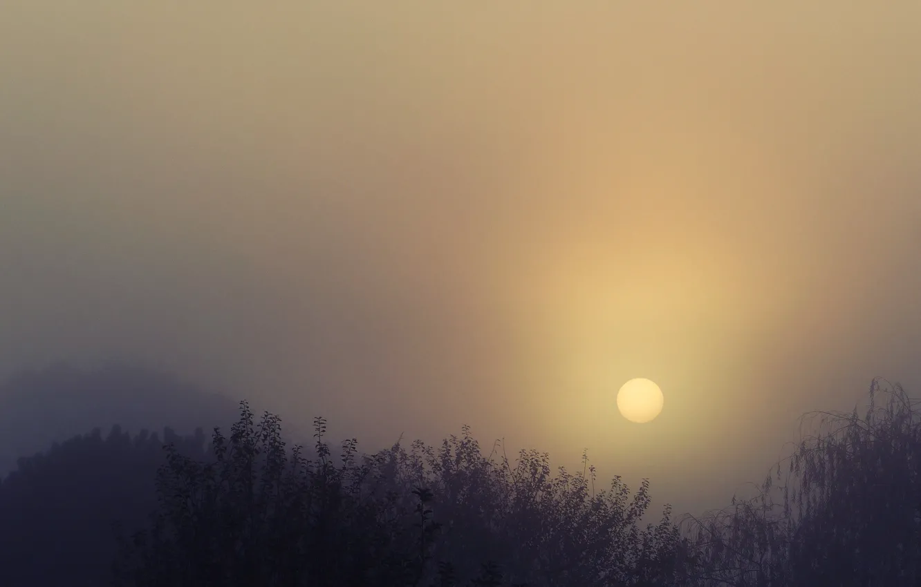Photo wallpaper sunset, foggy, silhouettes