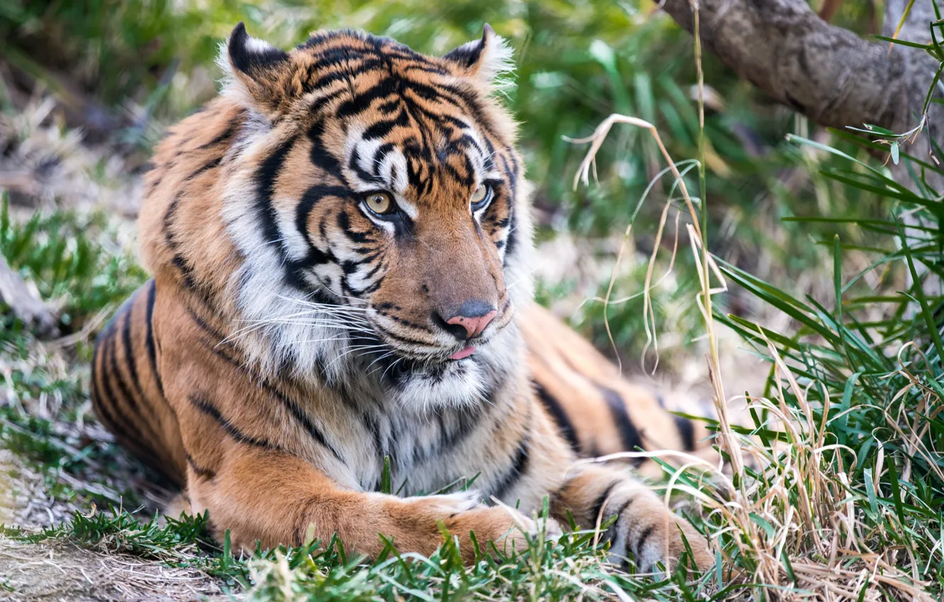 Photo wallpaper grass, look, face, tiger, portrait, lies
