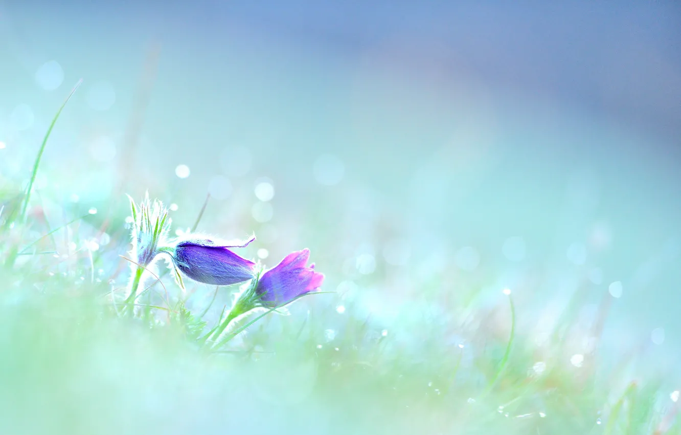 Photo wallpaper flowers, spring, lilac, cross