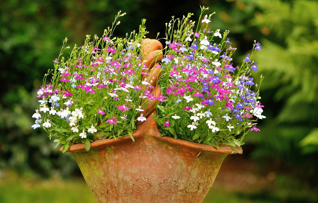 Photo wallpaper basket, flowerbed, pot