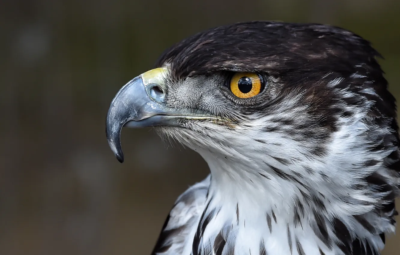 Photo wallpaper look, feathers, beak, predator. bird