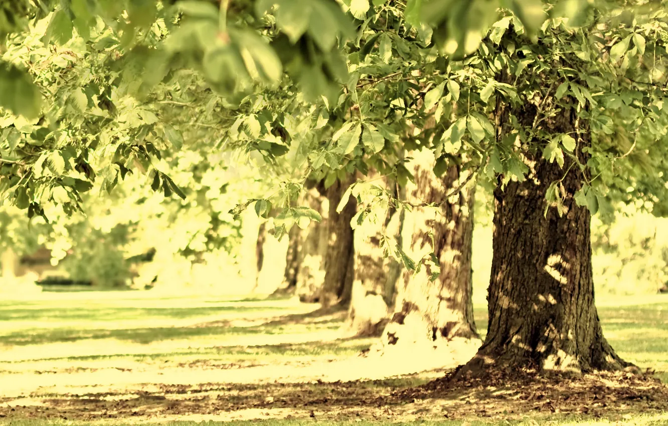 Photo wallpaper summer, trees, Park, day, chestnuts