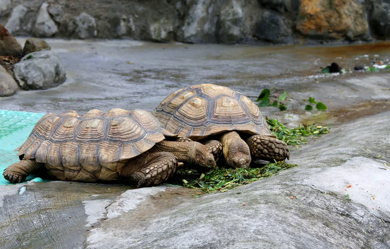 Photo wallpaper grass, stones, shore, turtle, pair, pond, meal, feed