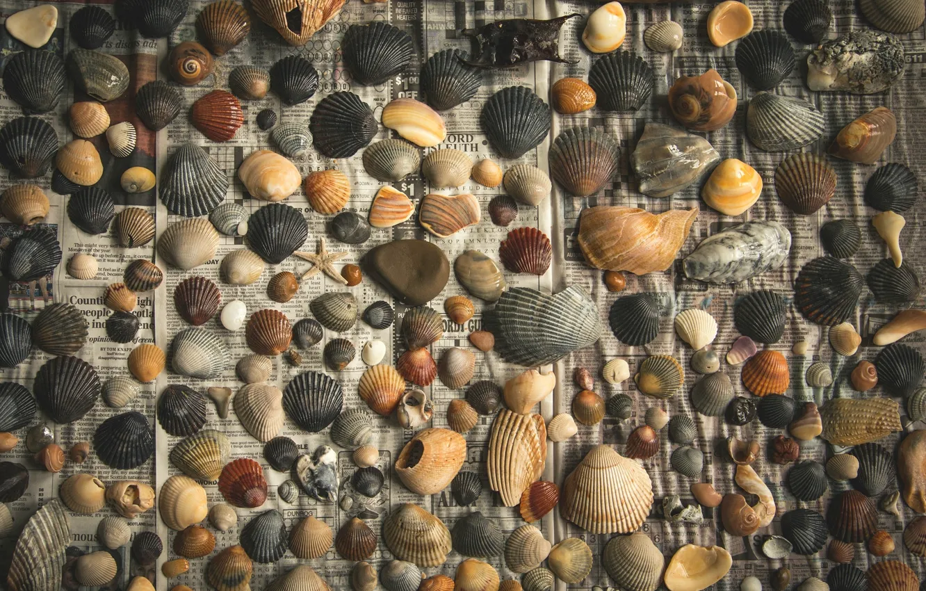 Photo wallpaper pebbles, background, newspaper, shell, chips