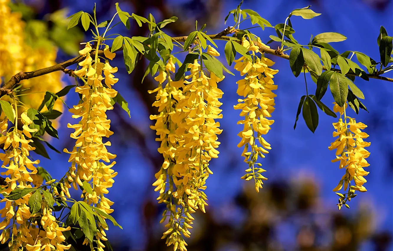 Photo wallpaper yellow, Wisteria, Wisteria