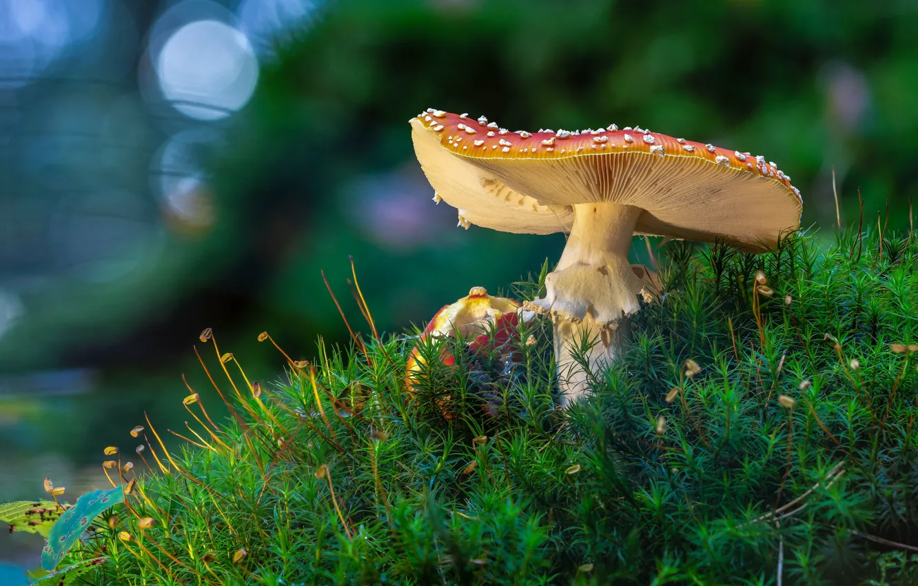 Photo wallpaper mushroom, moss, mushroom, bokeh