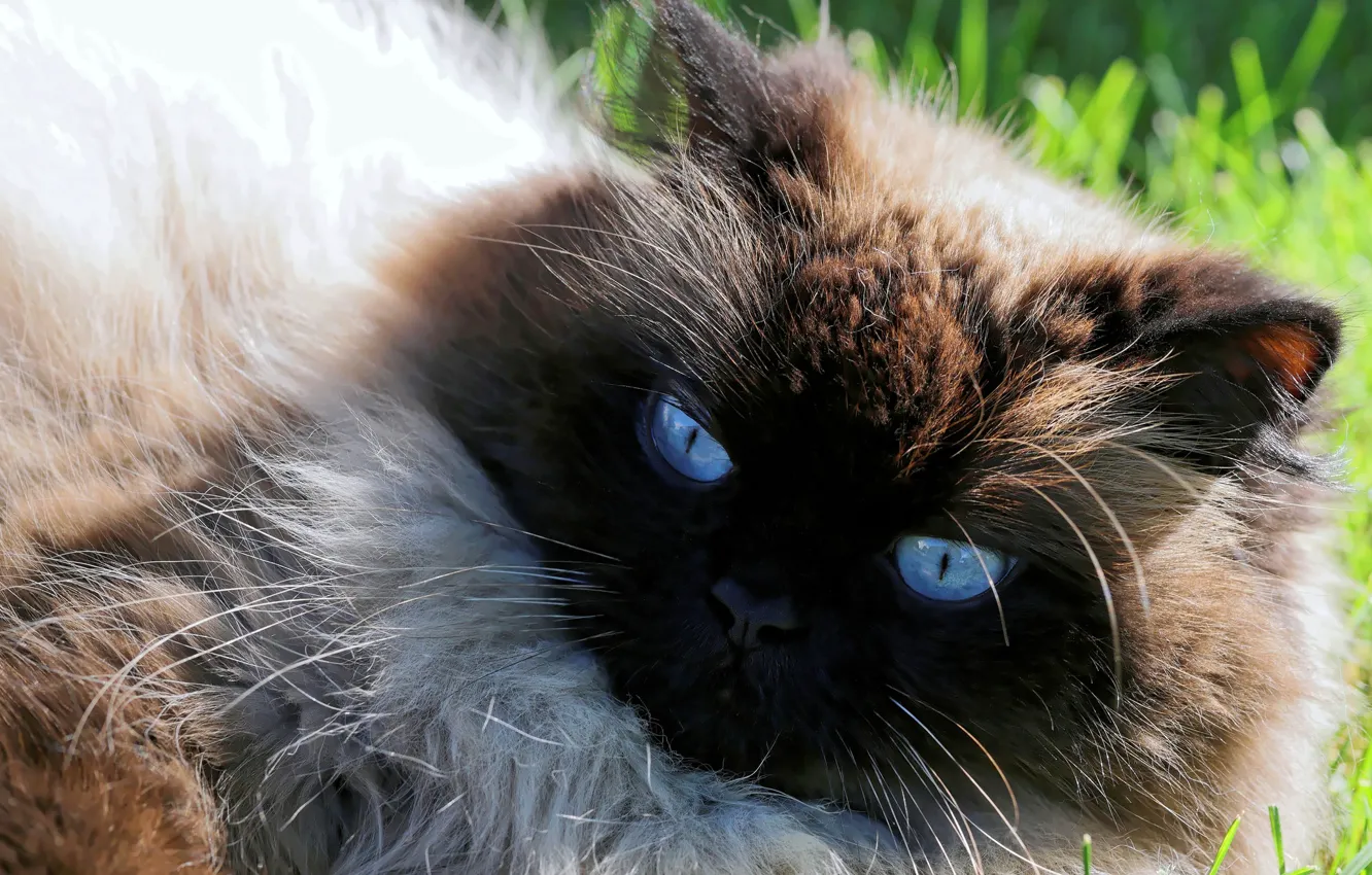 Photo wallpaper cat, eyes, wool