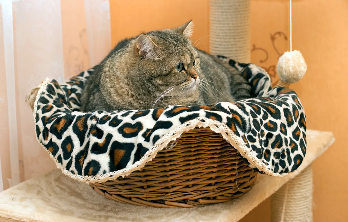 Photo wallpaper cat, cat, look, face, pose, grey, room, wall