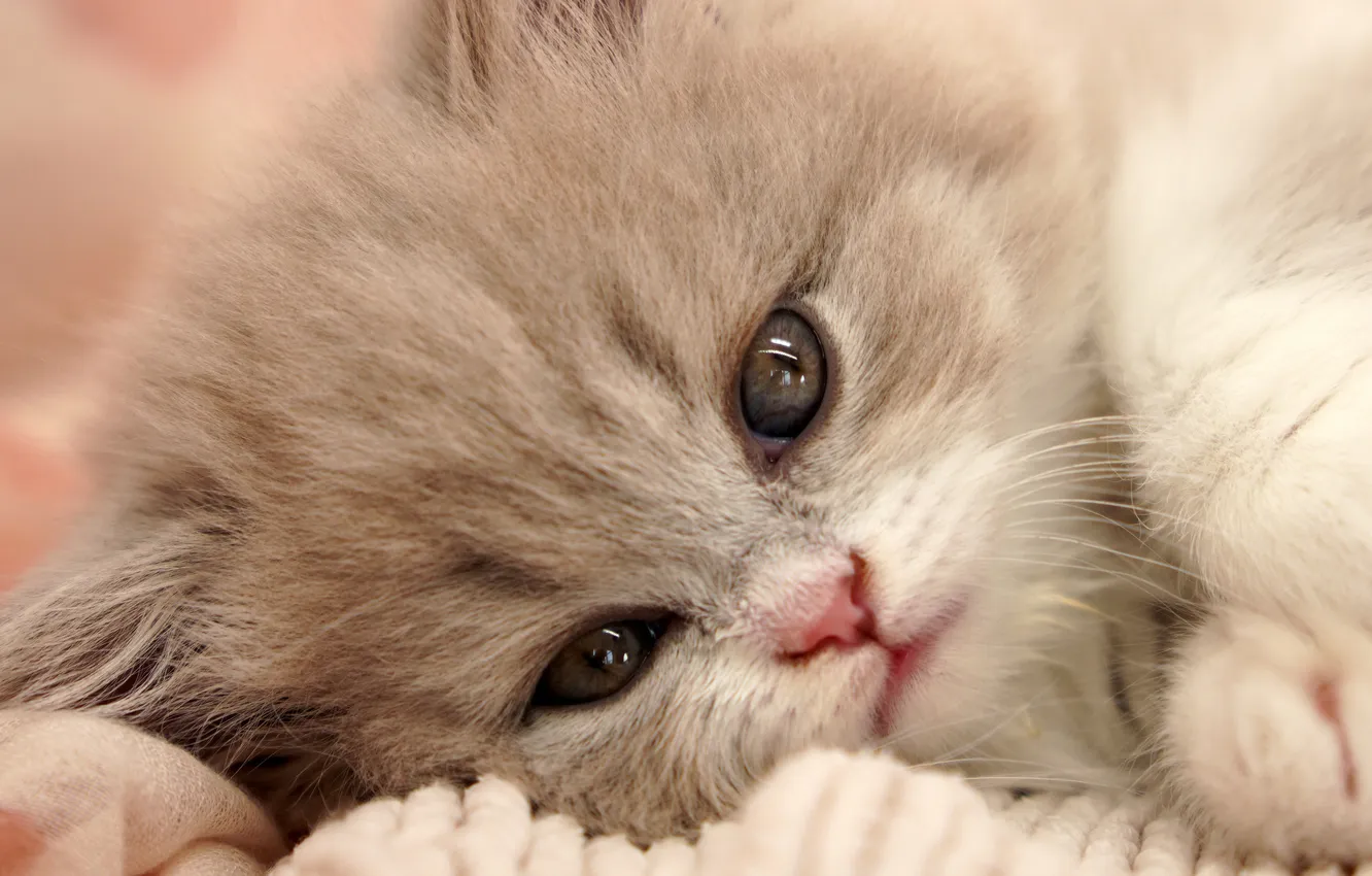 Photo wallpaper cat, look, pose, baby, lies, kitty, face, British