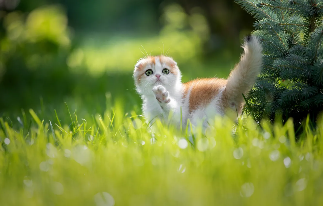 Photo wallpaper grass, baby, kitty, foot, on the walk, Svetlana Pisareva