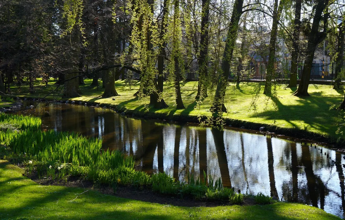 Photo wallpaper park, lake, tree