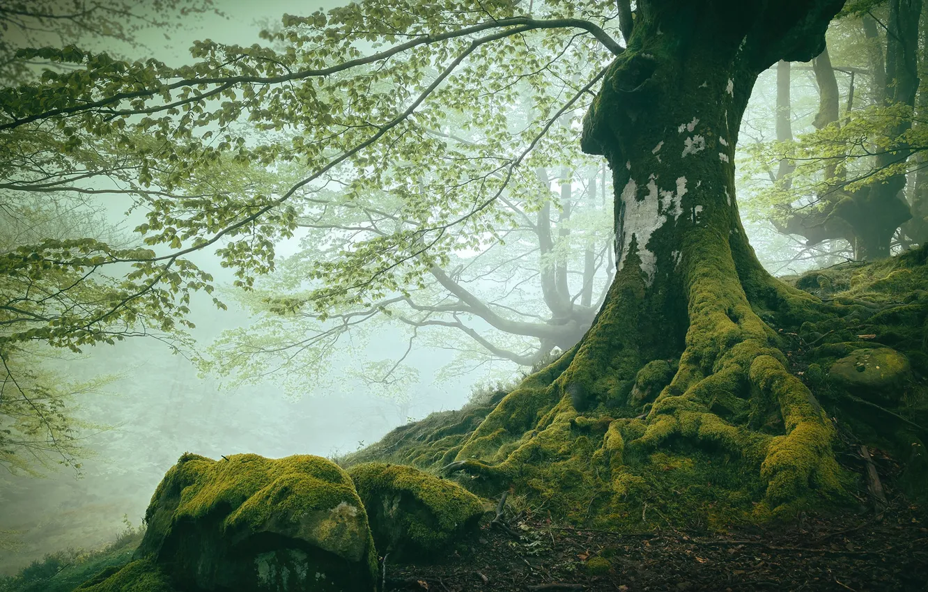 Photo wallpaper greens, forest, trees, branches, roots, fog, Park, stones