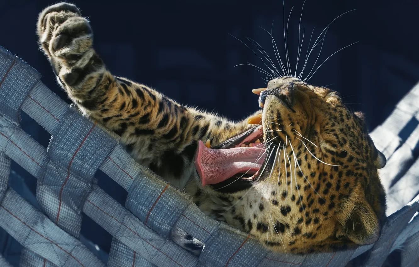 Photo wallpaper animal, paw, predator, leopard, hammock, Oleg Bogdanov