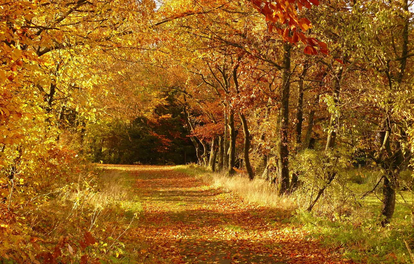 Photo wallpaper autumn, trees, foliage, track, Sunny day