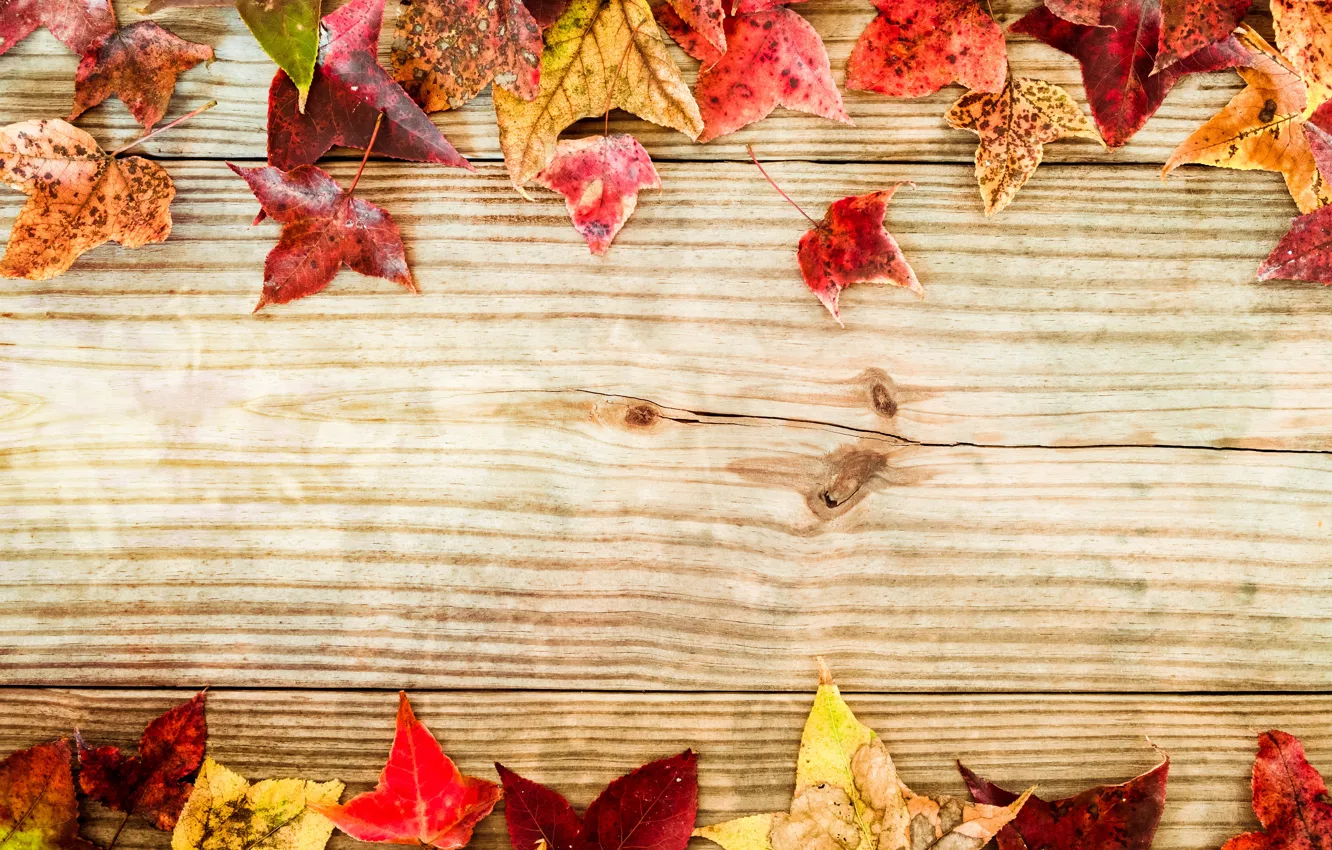 Photo wallpaper autumn, leaves, background, colorful, maple, wood, background, autumn